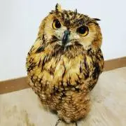 aya1200の画像