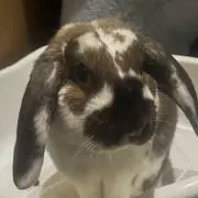 みっく