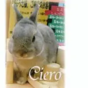 モコ