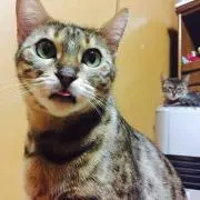 とととの画像