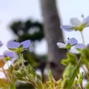 れもすの画像