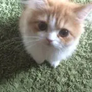 はむの画像