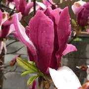 ステンドグラス**