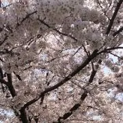 ゆづshopの画像