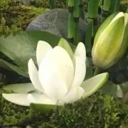 TELU
