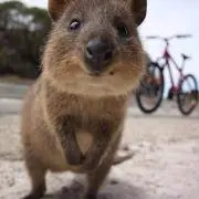 サマー