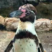 ソプラノの画像