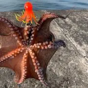 真蛸大好き⭐️蛸釣り師の画像