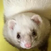 ちょこ