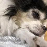 もものすけの画像