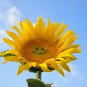 Miプロフ必読！！