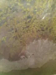 最高