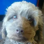 Moja