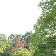 はるゆめの画像