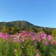 pikmin　✦✦プロフィール必読✦✦の画像