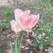 かーか⭐︎の画像