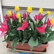 ひとみ