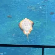 ぷぼの画像