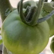 果汁ぼんぼんの画像