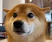 ichirikiの画像