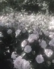 uwq1の画像