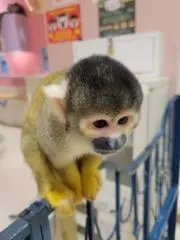 Koms 6/1~5発送できませんの画像