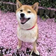 パンの画像