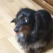 あきつき