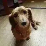 momoの画像
