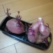 チコの画像