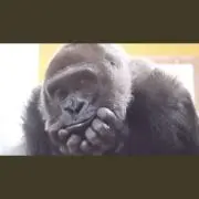 mamagoriraの画像