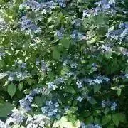 mirumiruの画像