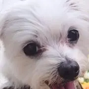 大福の画像