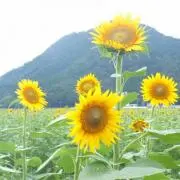 あすにゃんの画像