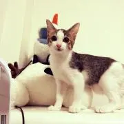 Shioの画像