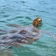 ポテサラの画像