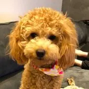 おっちぃの画像