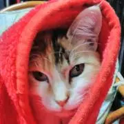 ワインカラーの画像