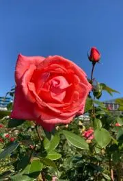 ローズの画像