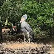 みみの画像