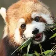 マロン