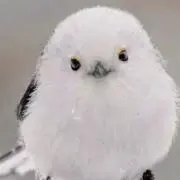 けんたの画像