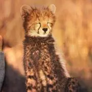 せかめろの画像