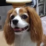 ぴょっこの画像