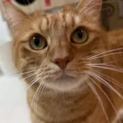 サカ223の画像