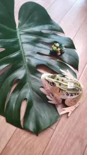めうの画像