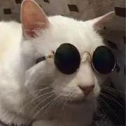 なぎの画像