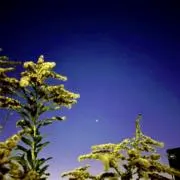 福運の画像