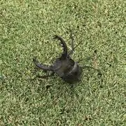 kiiの画像