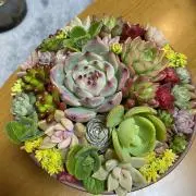 きよち　次回発送7/5.6の画像